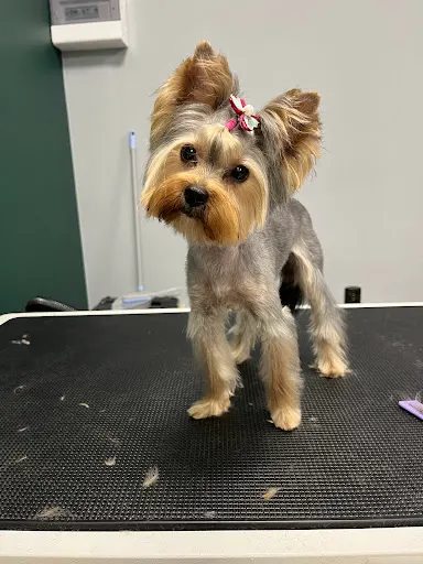Groom- Room Marta Belkot